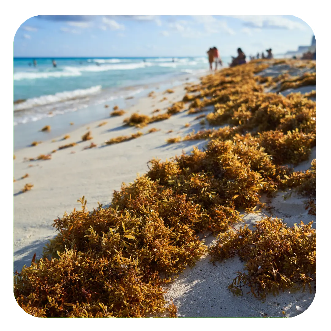 Limpieza artesanal de basura inorgánica en áreas de nado de hoteles